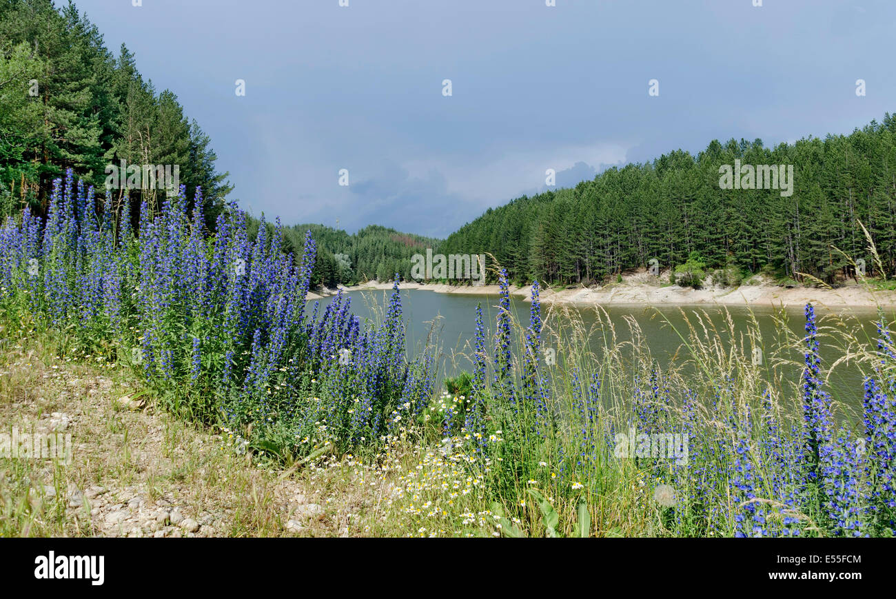 Diga piccola e la bellezza di fiori di campo blu in montagna plana, Bulgaria Foto Stock