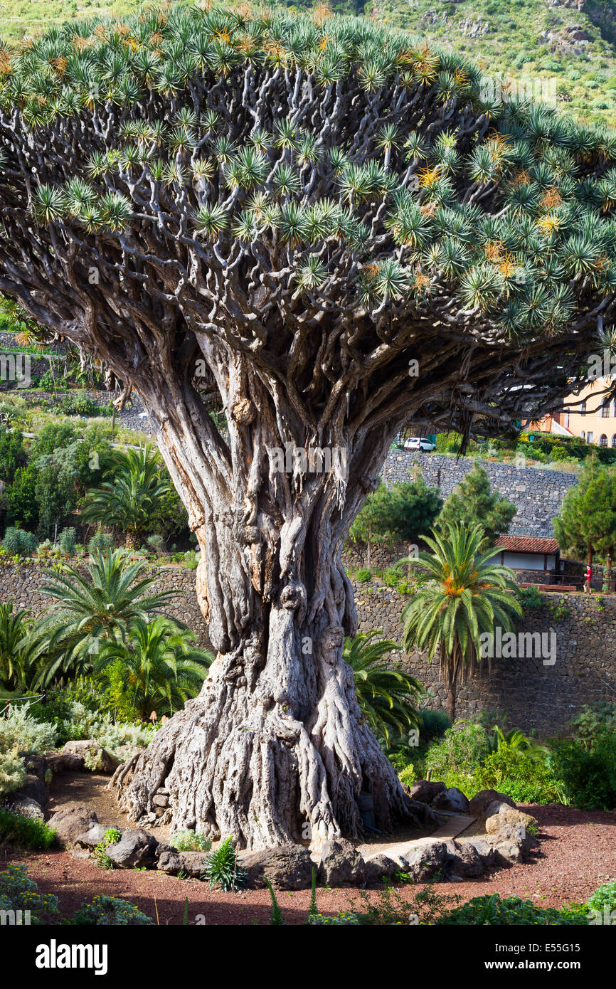 Dragon Tree (Dracaena draco). A Icod de los Vinos. Tenerife, Isole Canarie, Spagna, Europa. Foto Stock