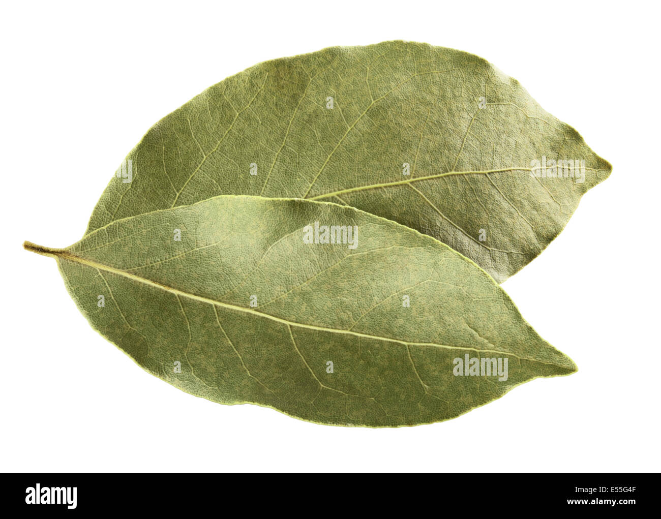 Baia di aromatico foglie su sfondo bianco. Tracciato di ritaglio Foto Stock
