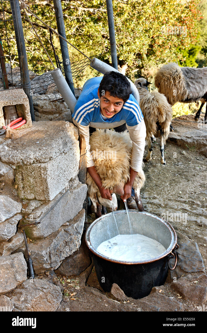 Giovane pastore di mungere le sue pecore in Altopiano di Omalos (Heraklion-Lasithi 'frontiere'), l'isola di Creta, Grecia Foto Stock