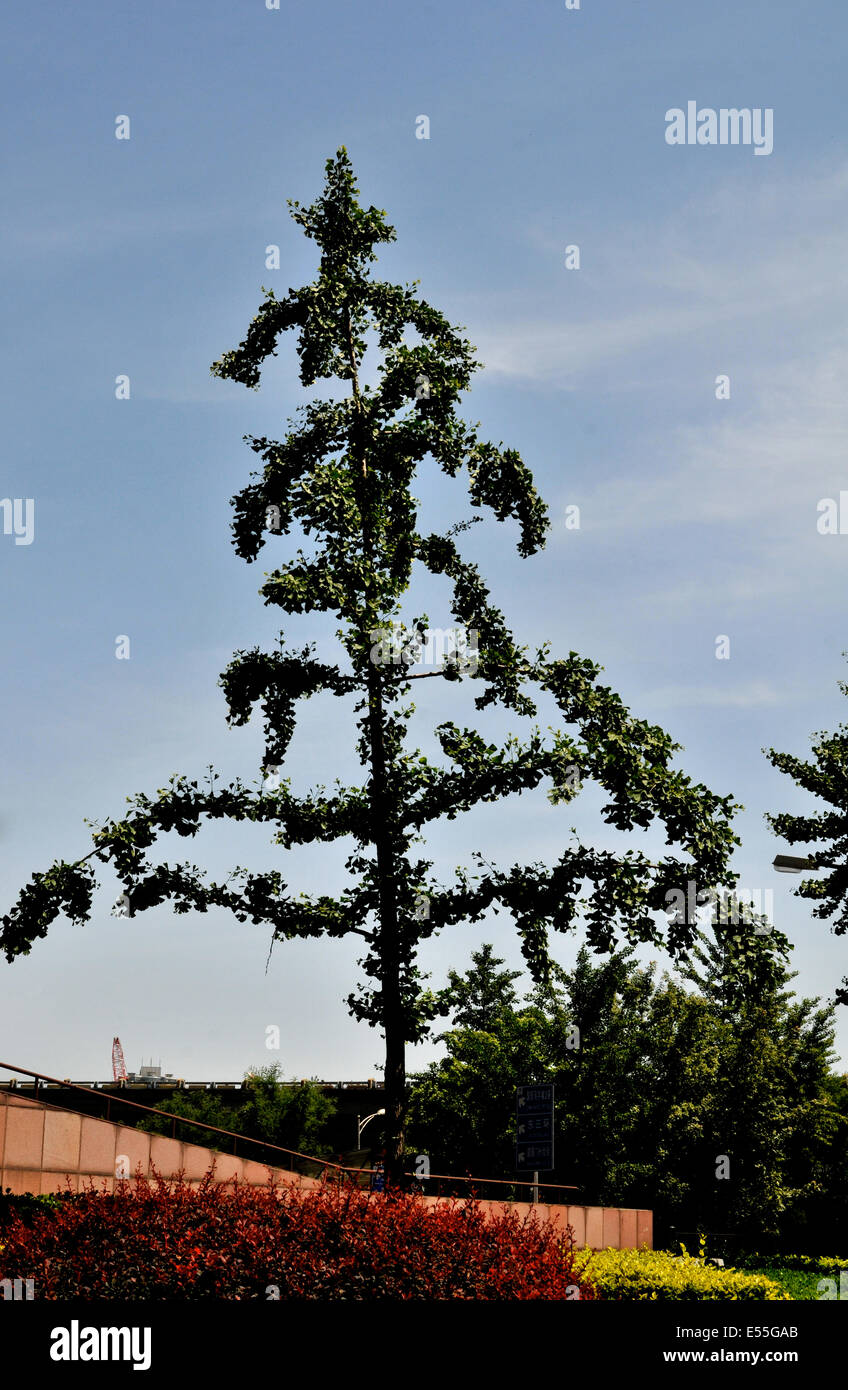 Albero, janguomenwal, Pechino Cina Foto Stock