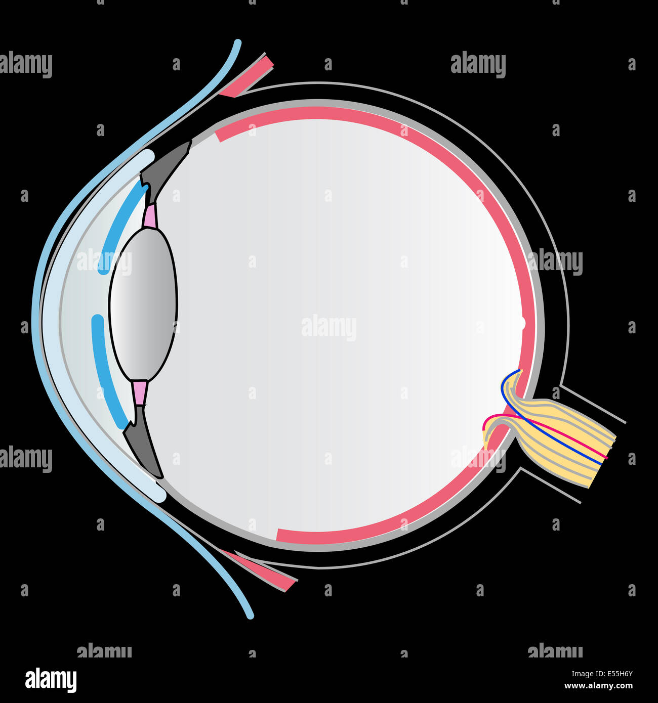 anatomia dell'occhio Foto Stock