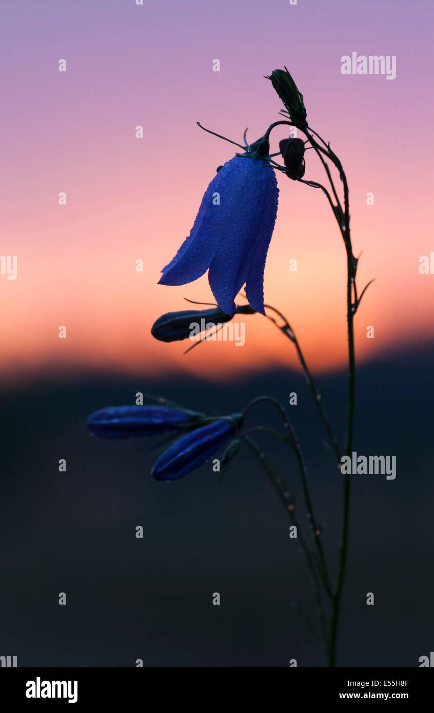 Primo piano di un fiore con il blu a forma di campana fiorisce. Il fiore è noto come bluebell. Foto Stock