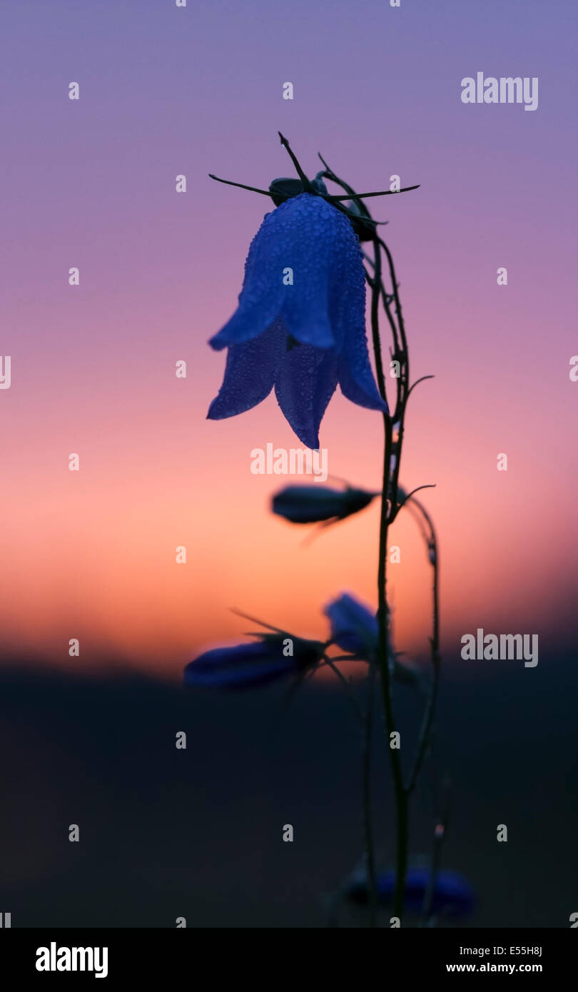 Primo piano di un fiore con il blu a forma di campana fiorisce. Il fiore è noto come bluebell. Foto Stock