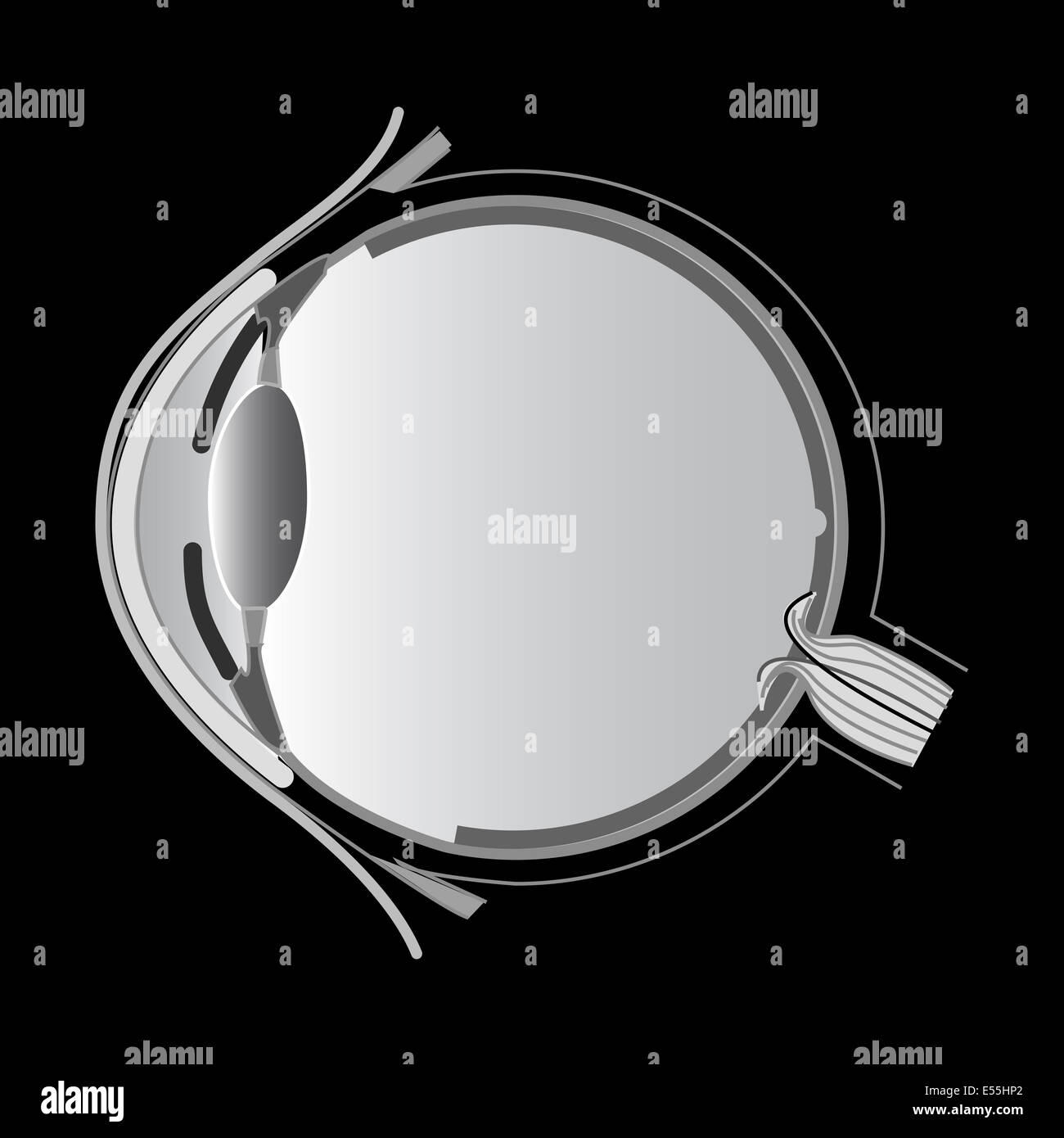 anatomia dell'occhio Foto Stock
