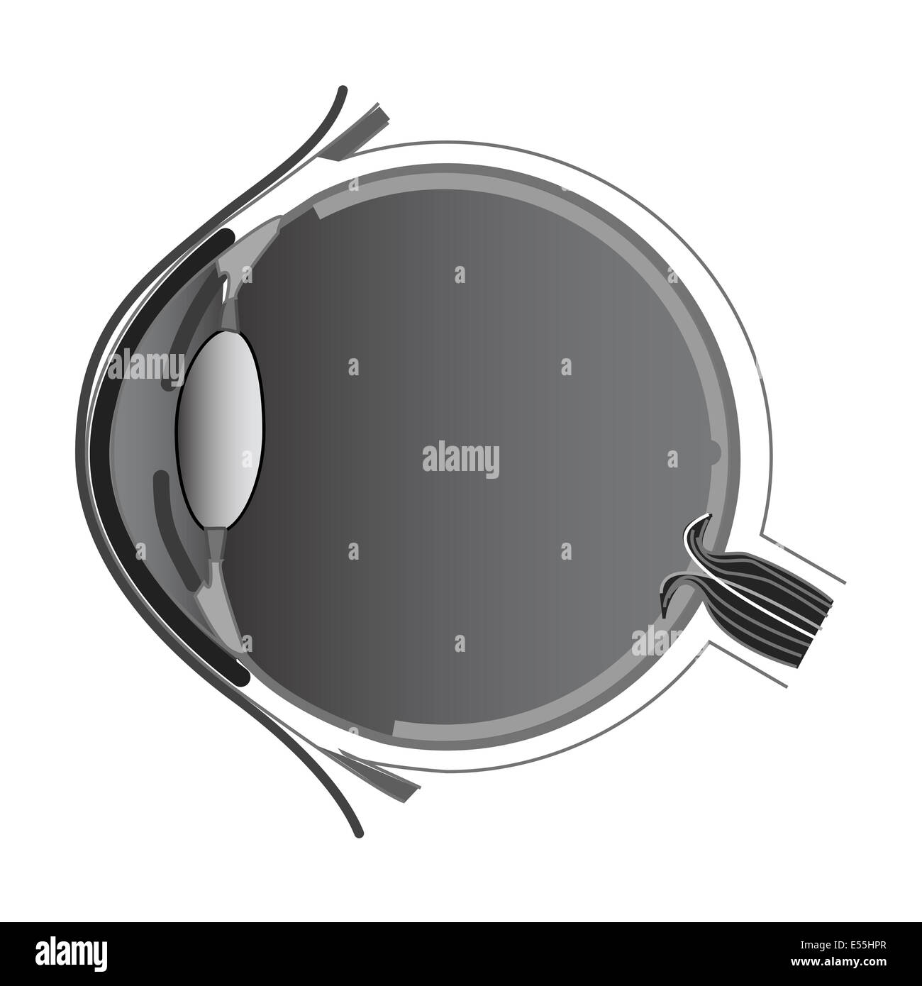 anatomia dell'occhio Foto Stock