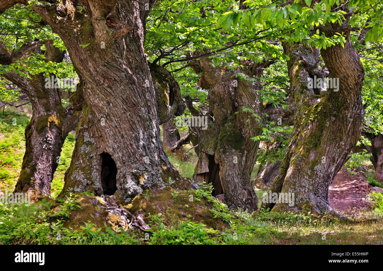 "Kastanolongos', un bellissimo bosco di castagno sulle pendici del monte Ochi ('Oche'), Sud EUBEA, GRECIA. Foto Stock