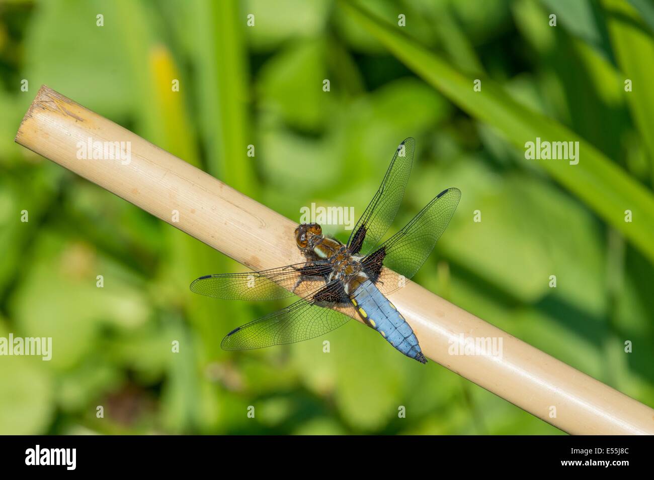 Libellula, ampia corposo Chaser Libellula depressa, maschio appollaiato sulla canna da giardino. Foto Stock