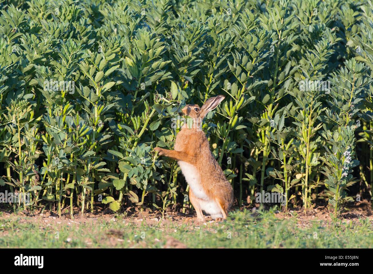 Unione lepre (Lepus europaeus), brown lepre, alimentazione per adulti sul campo del raccolto di fave, Inghilterra, Luglio. Foto Stock