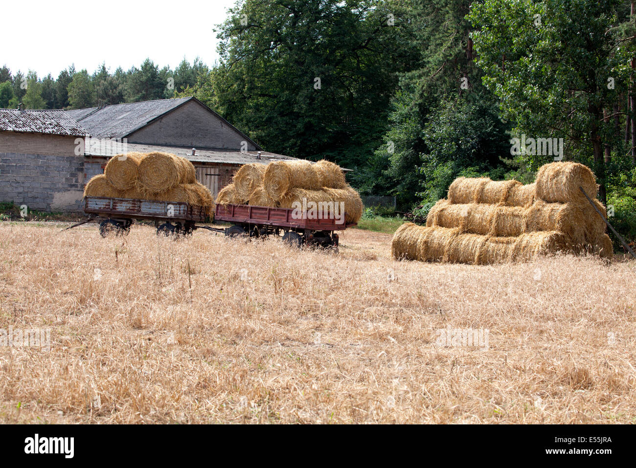 I rotoli di fieno raccolto da un contadino polacco del campo. Zawady Polonia Foto Stock