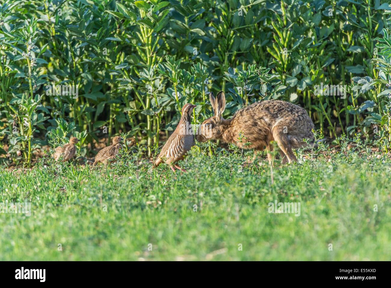 Famiglia di Red-gambe o Francese pernice, Alectoris rufa, Europea lepre (Lepus europaeus), nel campo Headland, Inghilterra, Luglio Foto Stock