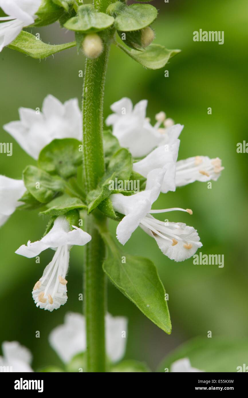 Sweet Basil, Ocimum basilicum, mostrando di close-up di fiori, Inghilterra, Luglio. Foto Stock