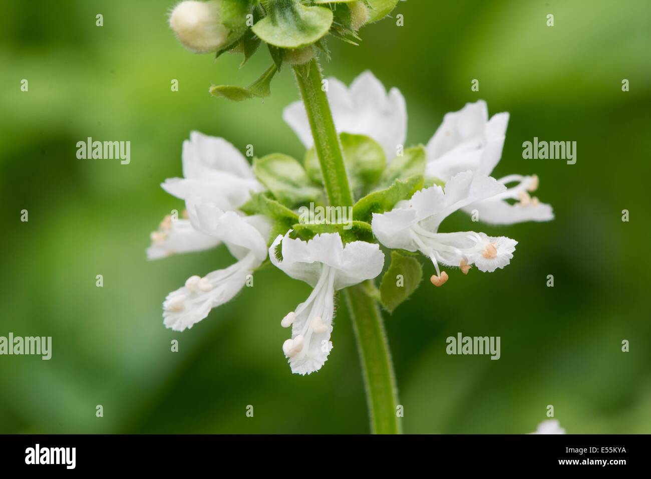 Sweet Basil, Ocimum basilicum, mostrando di close-up di fiori, Inghilterra, Luglio. Foto Stock