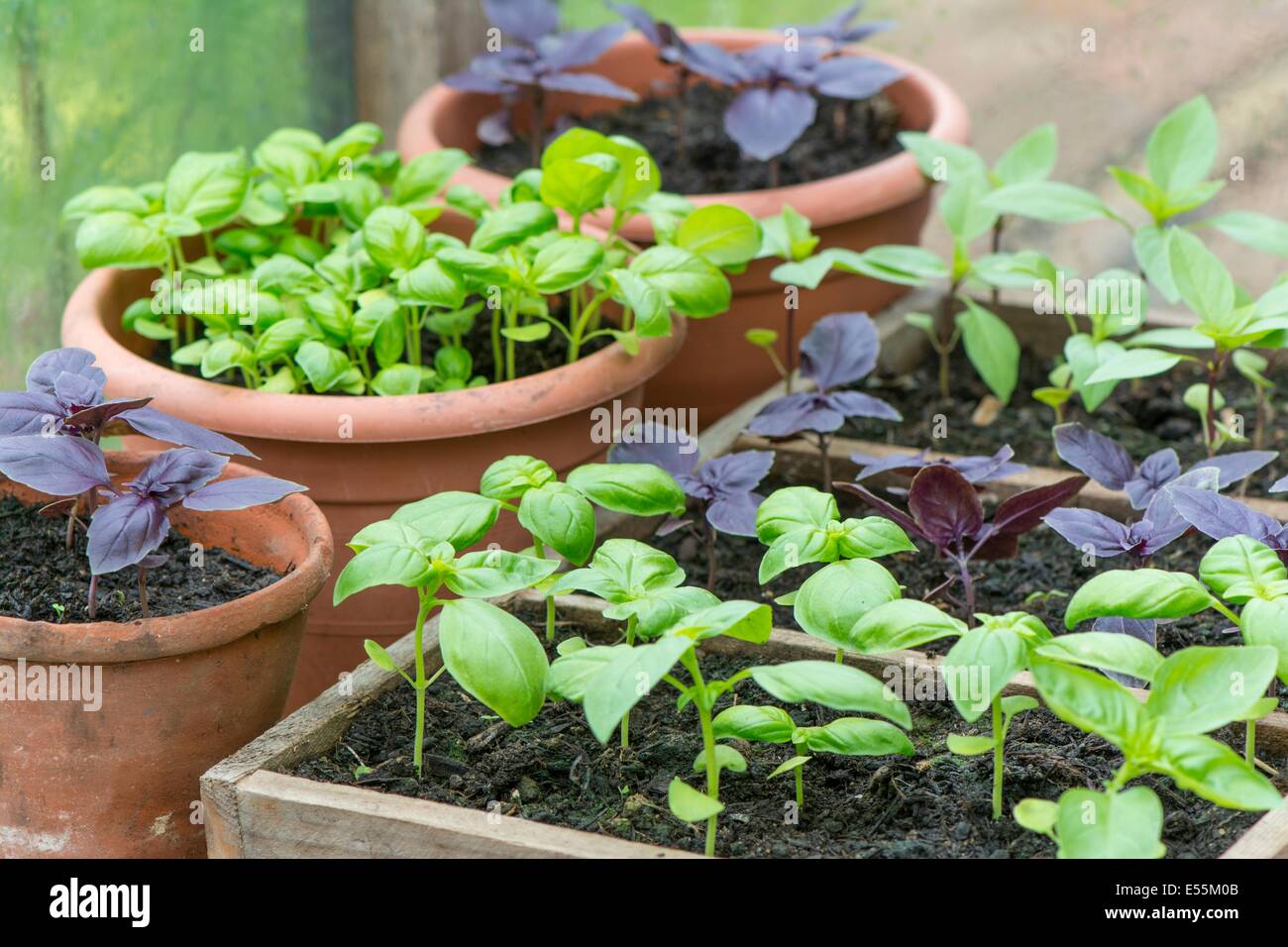 Contenitore cresciuto dolce, il viola e il basilico tailandese in serra, Inghilterra, Luglio Foto Stock