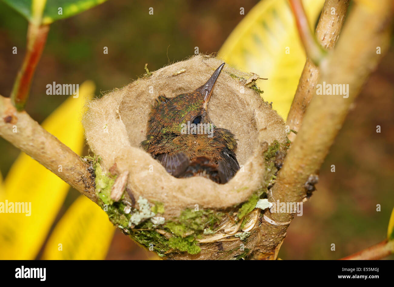 Bambino uccello di Rufous-tailed hummingbird nel nido, 18 giorni, Costa Rica, America Centrale Foto Stock