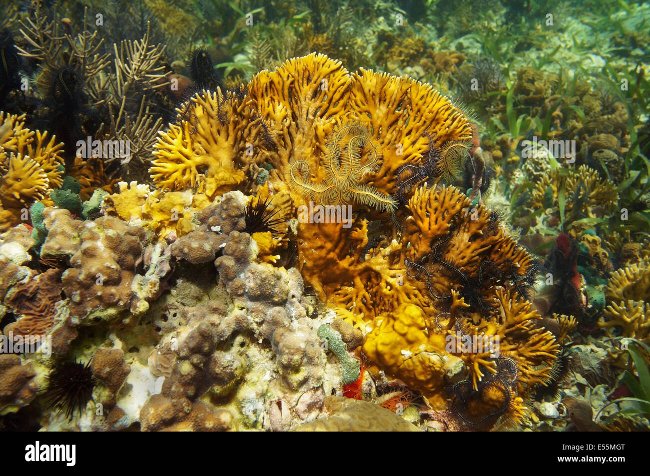 Incendio di ramificazione di corallo, Millepora alcicornis con fragili stelle, Mar dei Caraibi Foto Stock