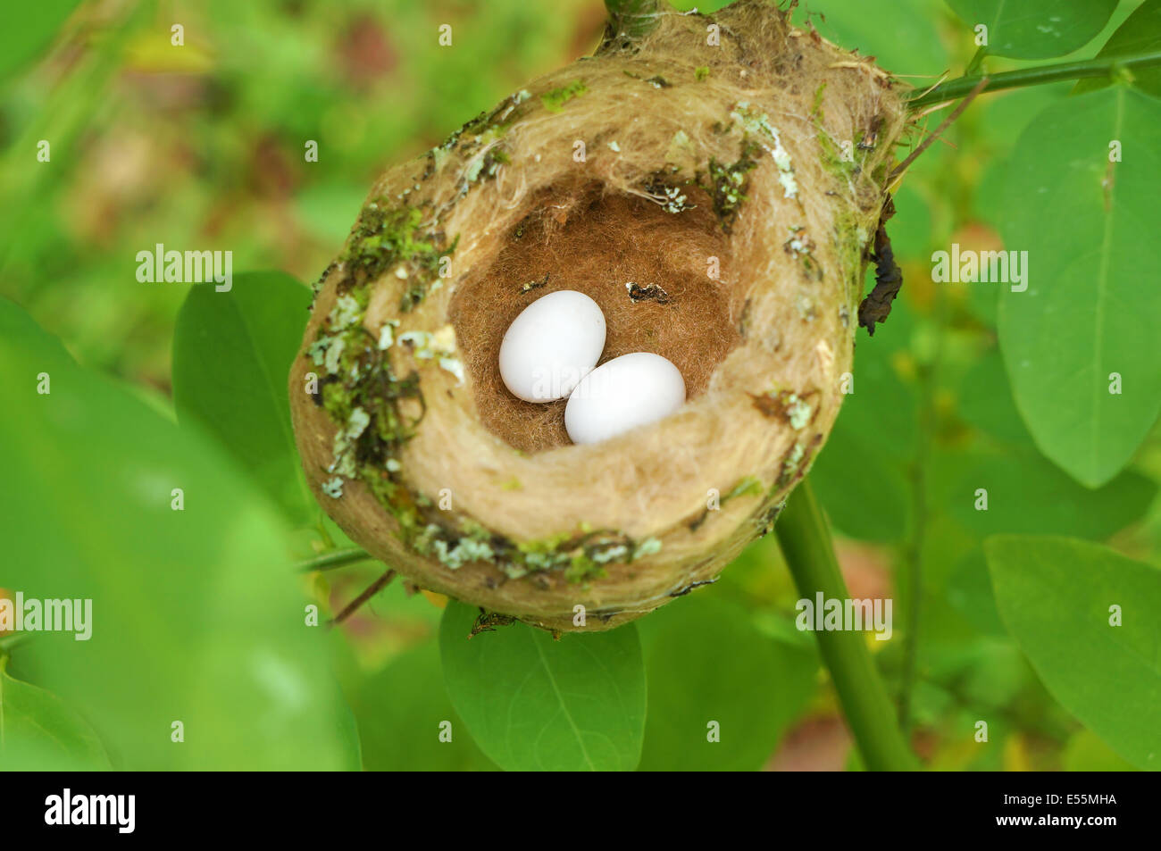 Hummingbird nest con uovo, Costa Rica Foto Stock