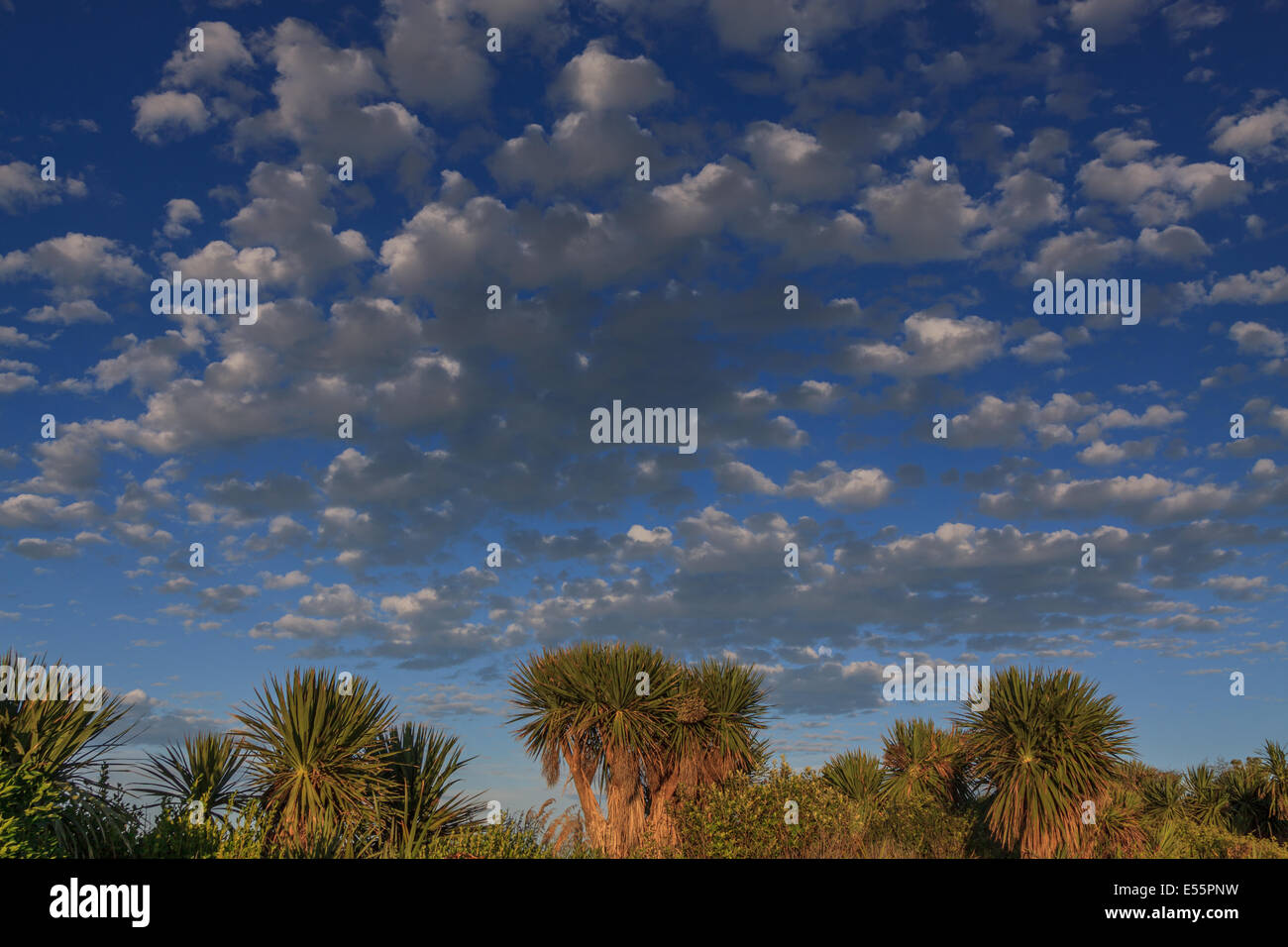 Soffici nuvole bianche su alberi di cavolo,Timaru,Canterbury,Isola del Sud, Nuova Zelanda, Oceania Foto Stock