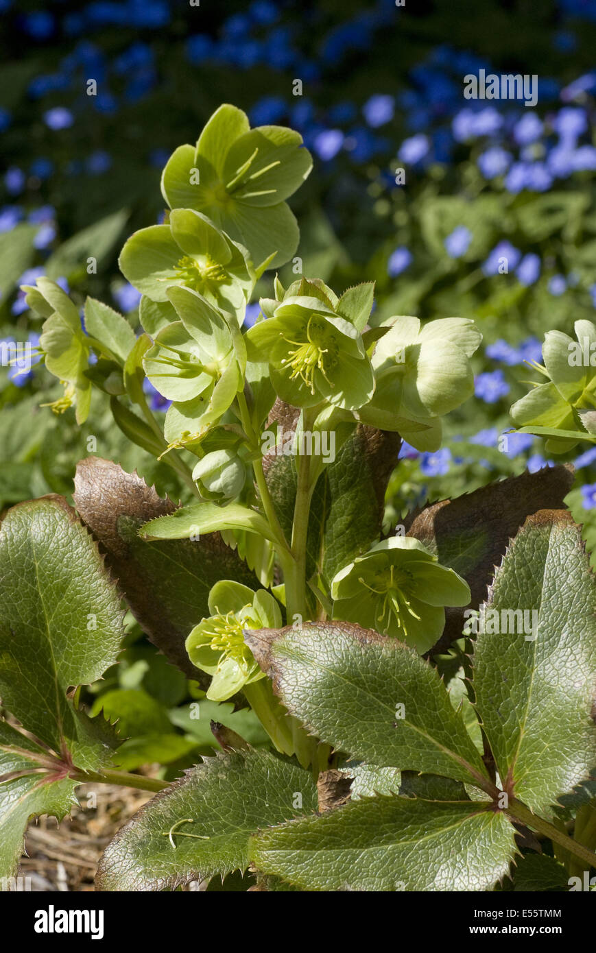 La Corsica, l'elleboro helleborus argutifolius Foto Stock