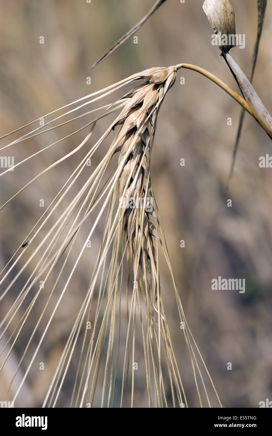 Sei remato orzo, hordeum vulgare convar. hexastichon Foto Stock