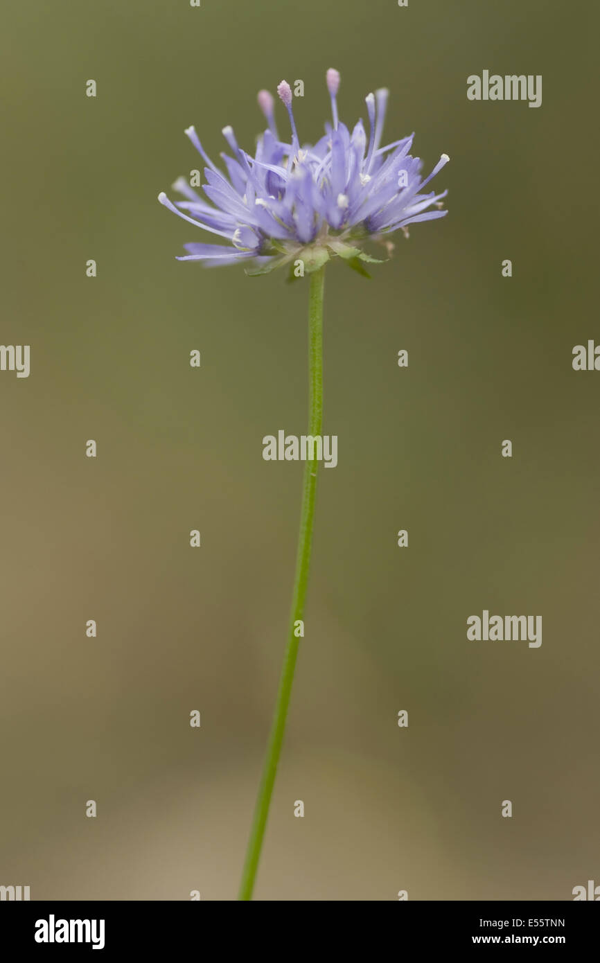 Pecora scabious bit, jasione montana Foto Stock