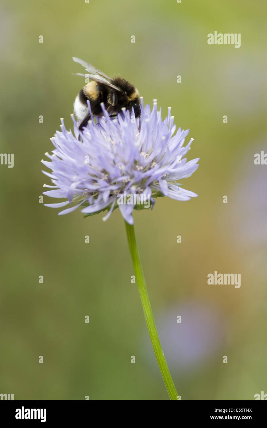 Pecora scabious bit, jasione perennis Foto Stock