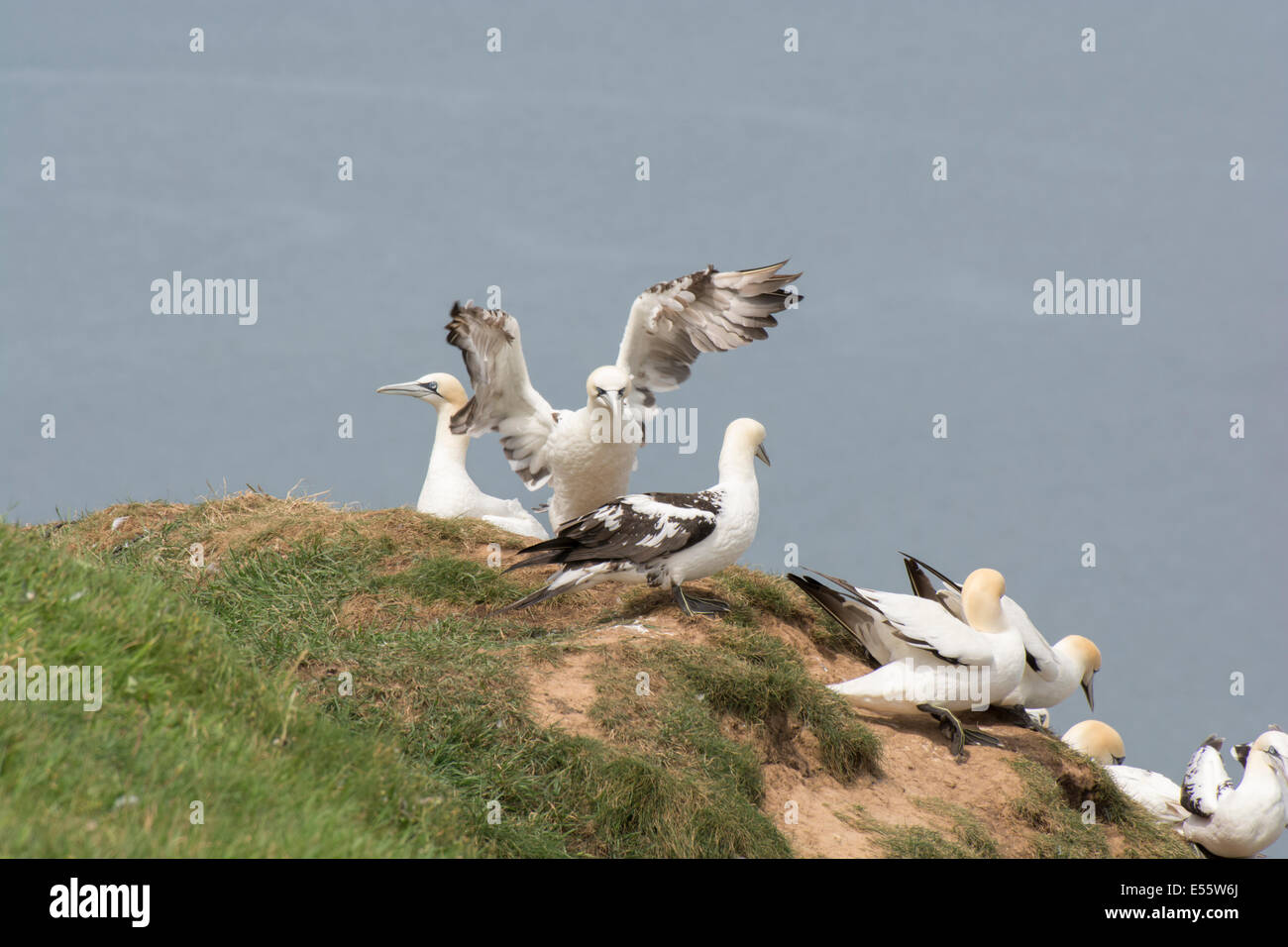 Colonia nidificazione di sule a Bempton Cliffs, East Yorkshire, Regno Unito. Foto Stock
