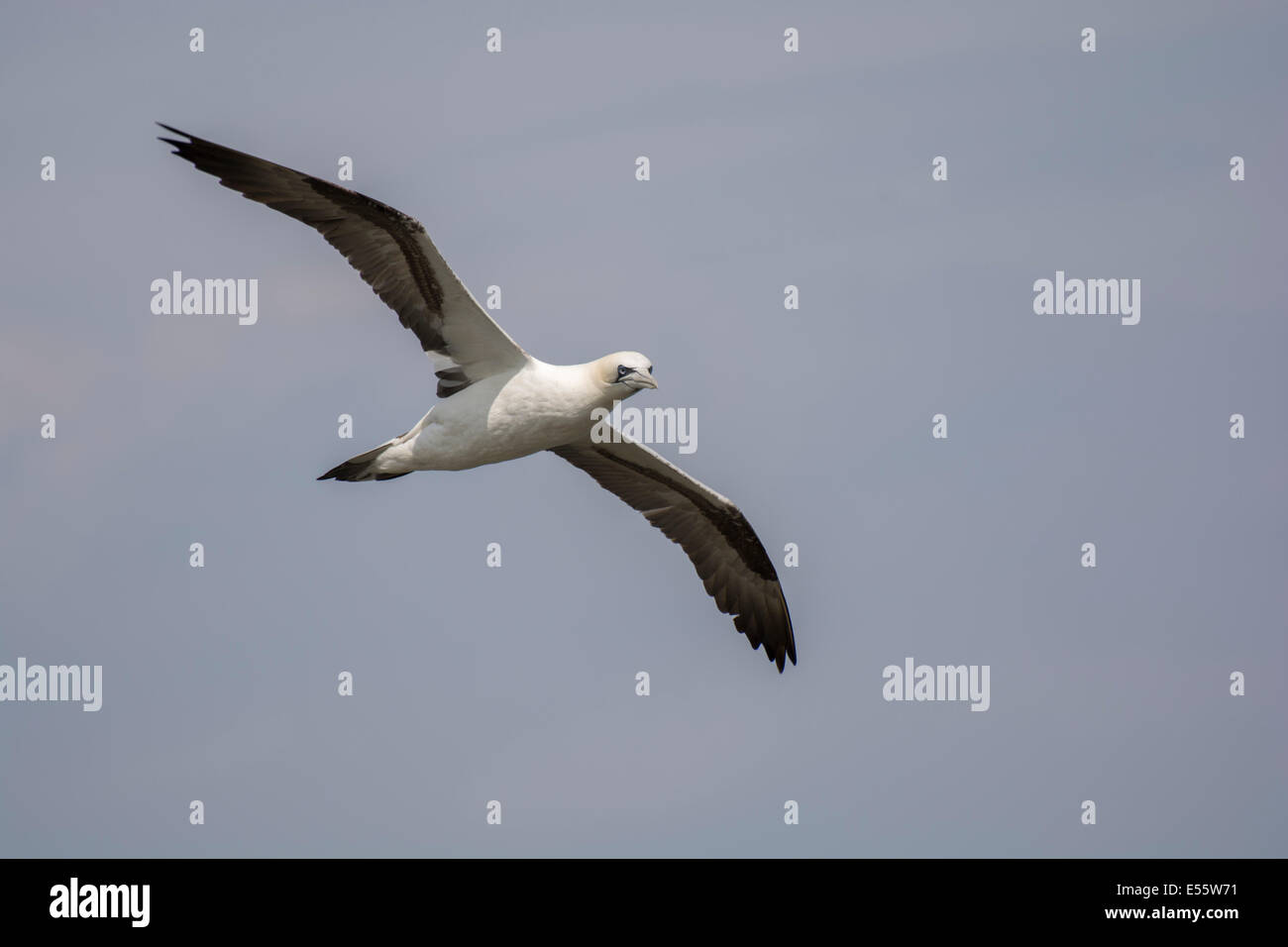 Flying Gannett a RSPB Bempton Cliffs, East Yorkshire nel luglio 2014. Foto Stock
