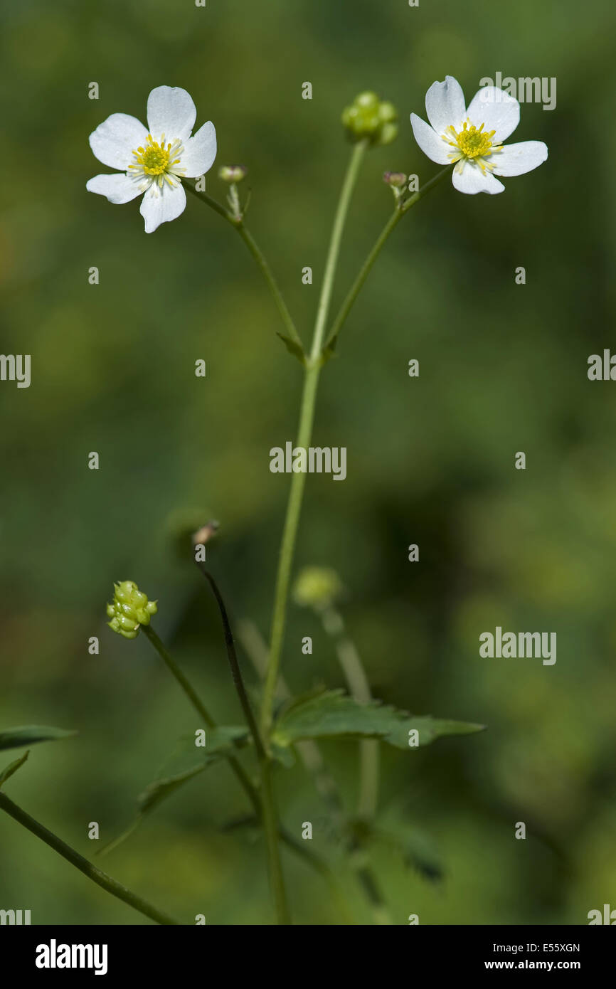 Laurea di primo livello pulsante, ranunculus aconitifolius Foto Stock