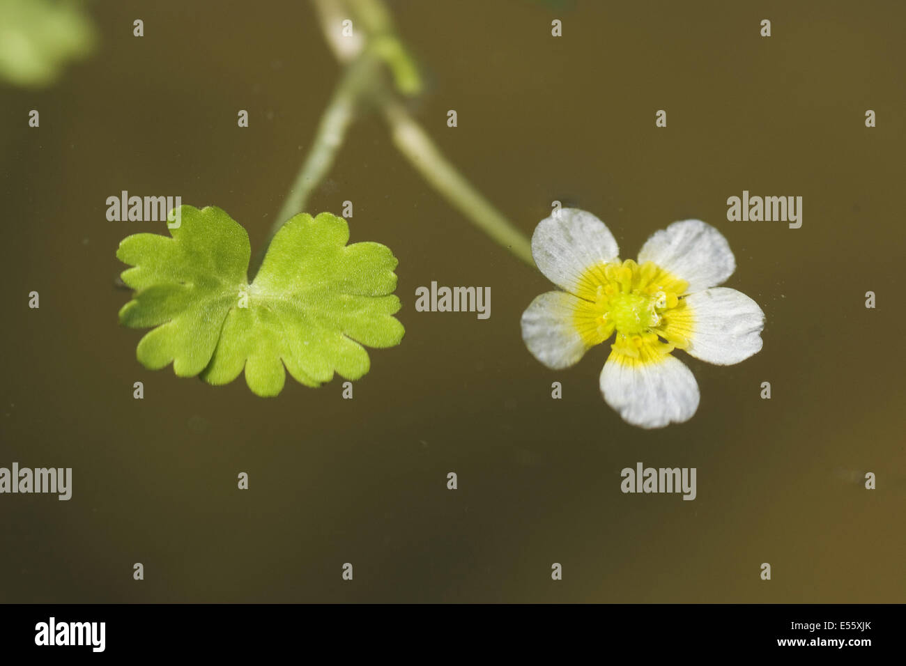 Acqua comune-stella, ranunculus aquatilis Foto Stock