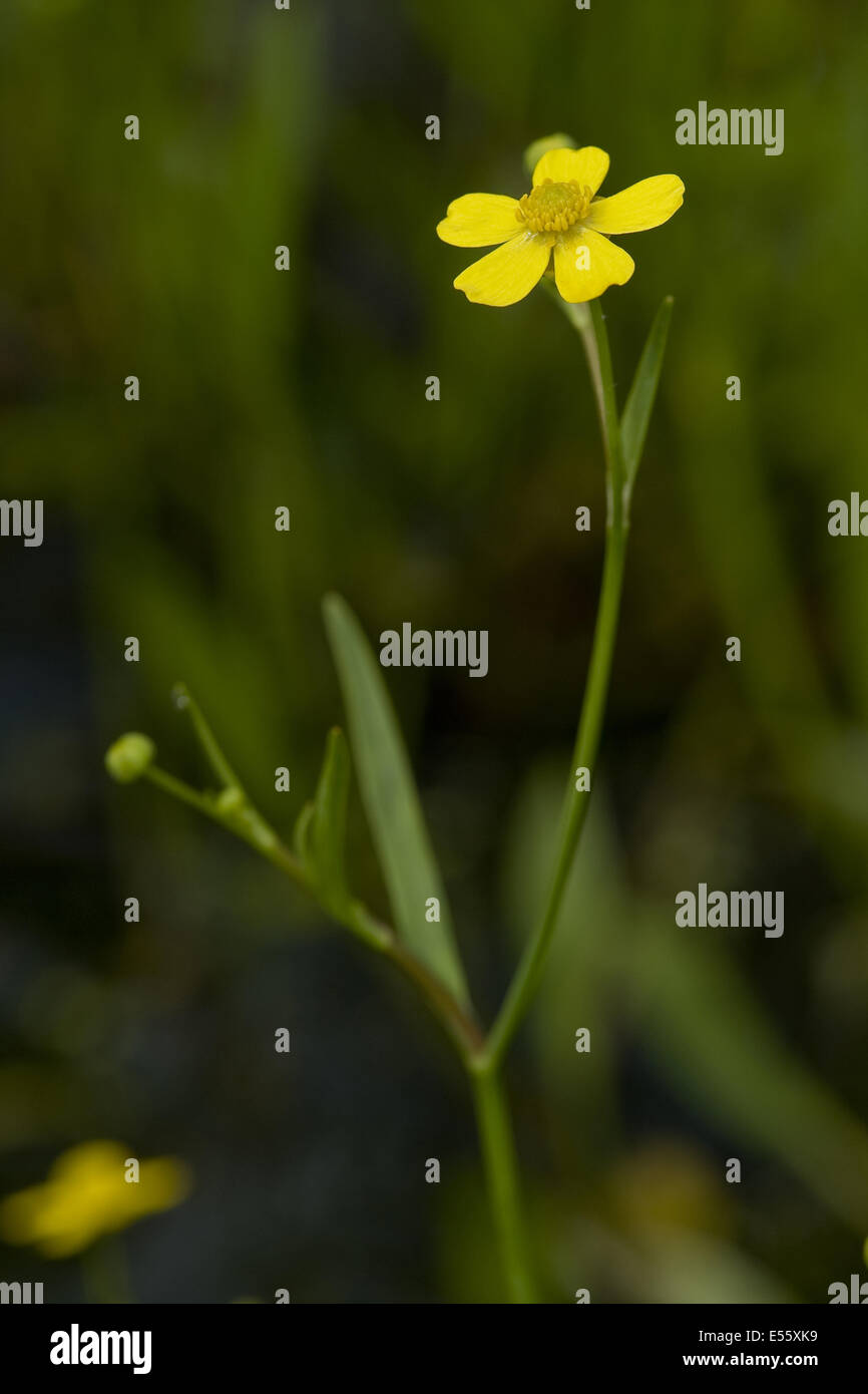 Minor spearwort, ranunculus flammula Foto Stock