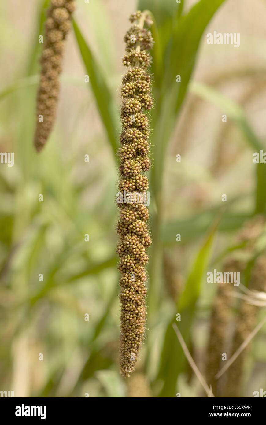 Il miglio di foxtail, Setaria italica Foto Stock