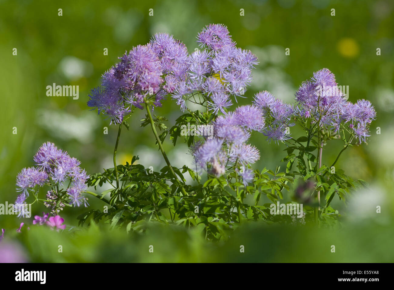 Maggiore prato-rue, thalictrum aquilegiifolium Foto Stock