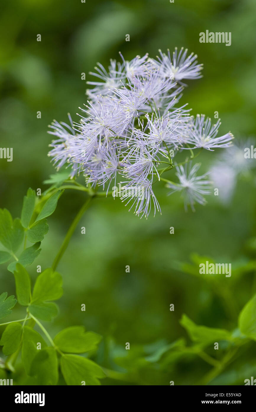 Maggiore prato-rue, thalictrum aquilegiifolium Foto Stock