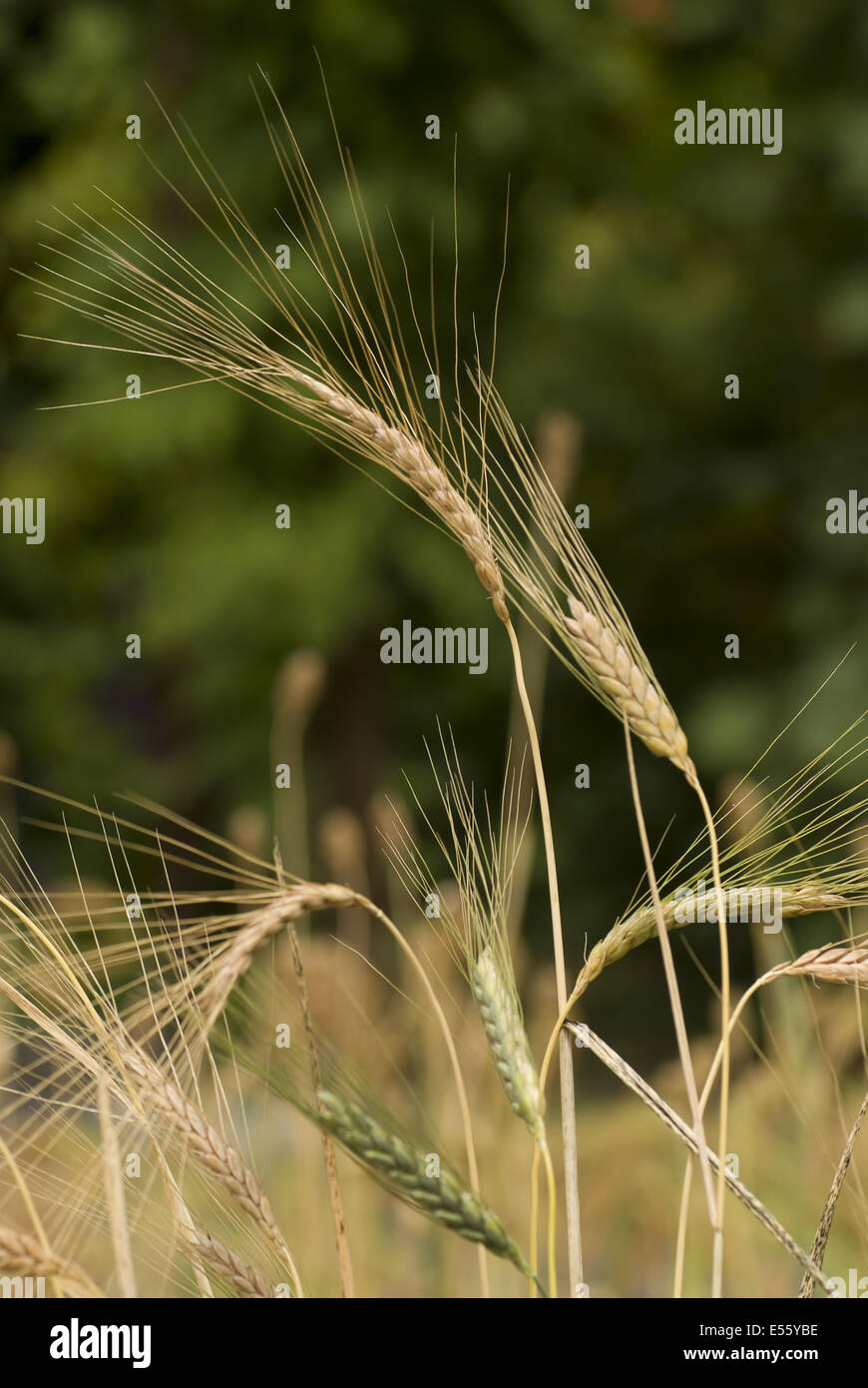Il farro, triticum dicoccum Foto Stock