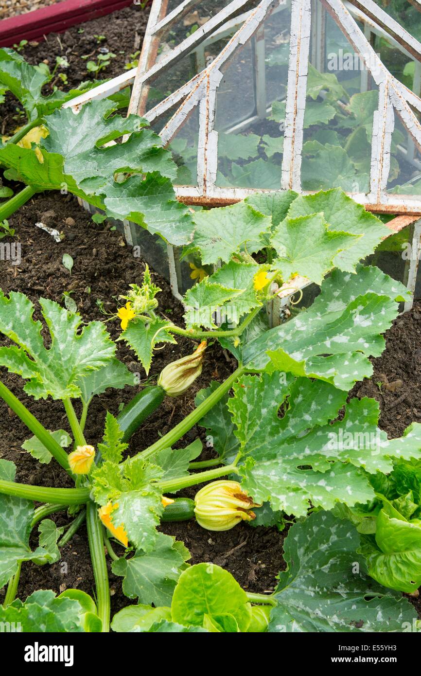 Vista su un piccolo letto sollevata coltivazioni di zucchine e outdoor cetriolo in antico cloche, Inghilterra luglio. Foto Stock