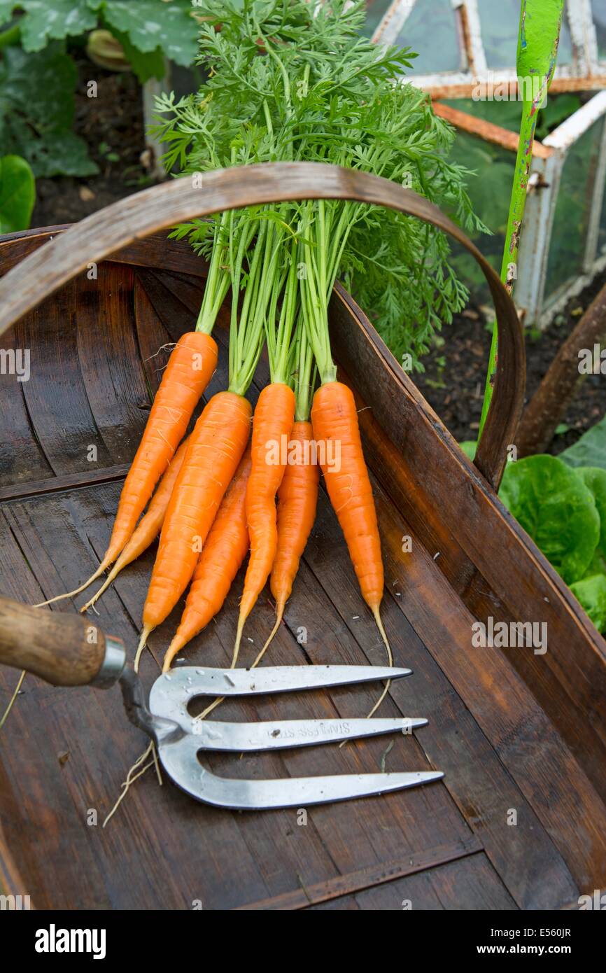 Fresca carote. 'Resistafly' in bambù trug con la mano la forcella, Inghilterra, Luglio Foto Stock