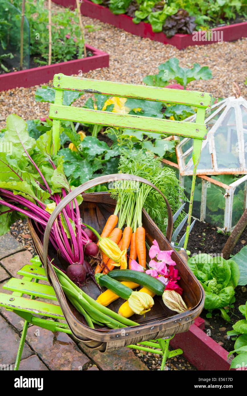 Raccolto di fresco verdure estive, carote, barbabietole, Runner fagioli e zucchine in trug sulla sedia da giardino, in Inghilterra, in luglio. Foto Stock