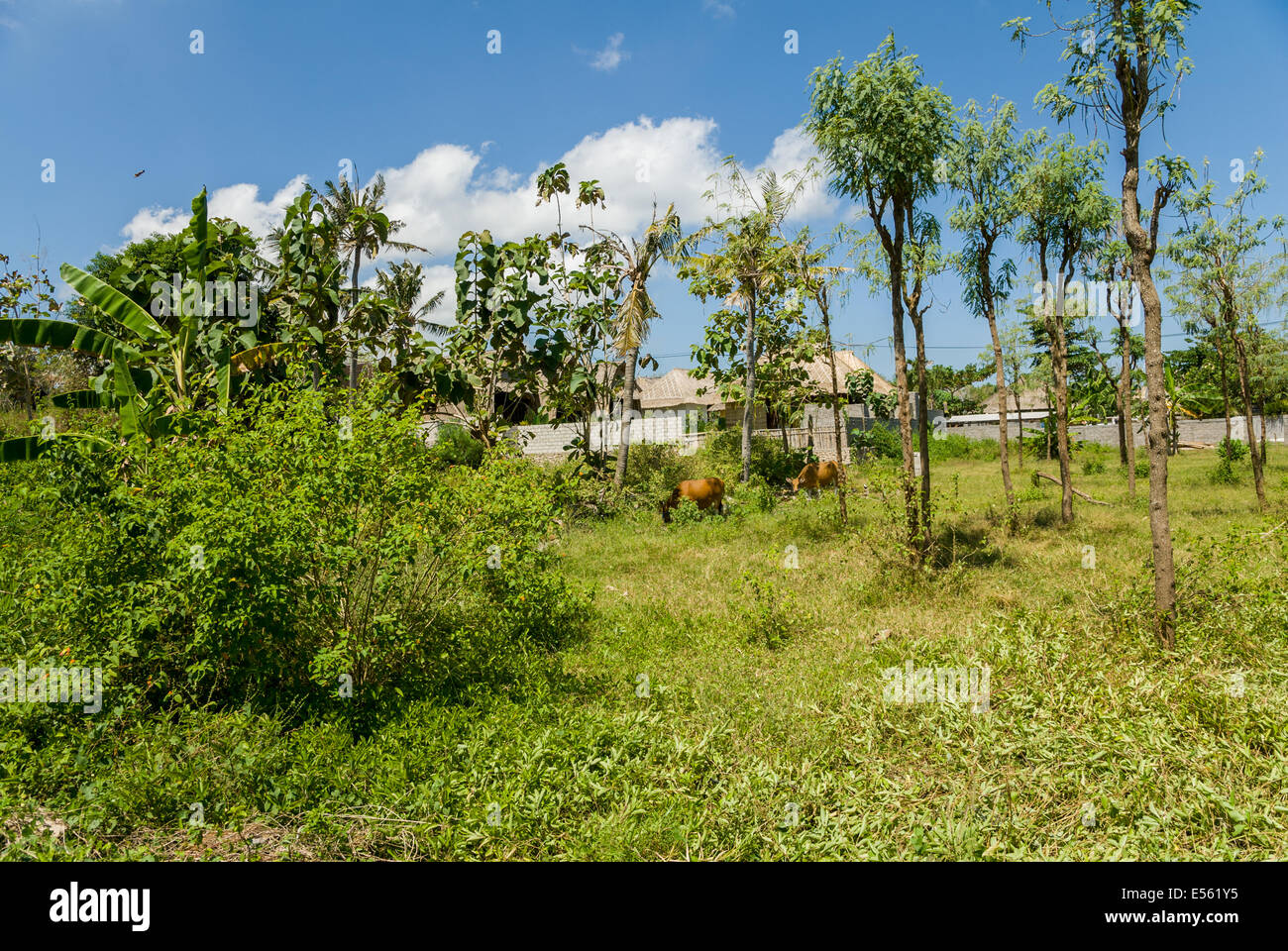 Nusa Lembongan verdi alberi Indonesia Foto Stock