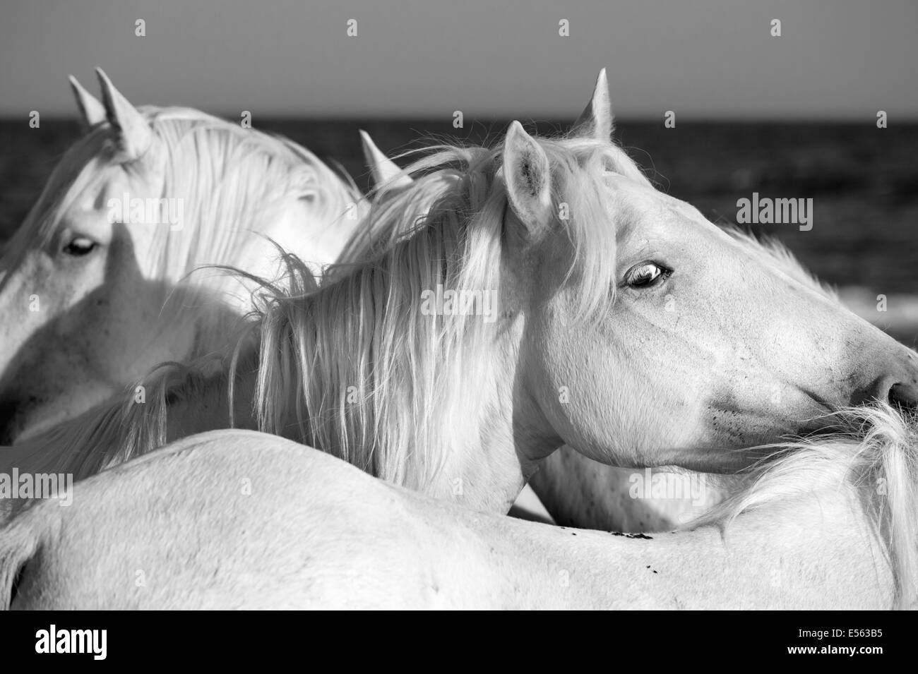 I cavalli bianchi della Camargue Foto Stock