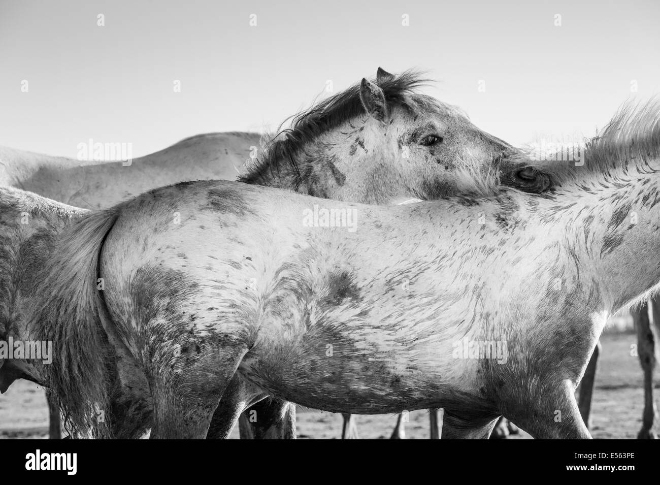 I cavalli bianchi della Camargue Foto Stock