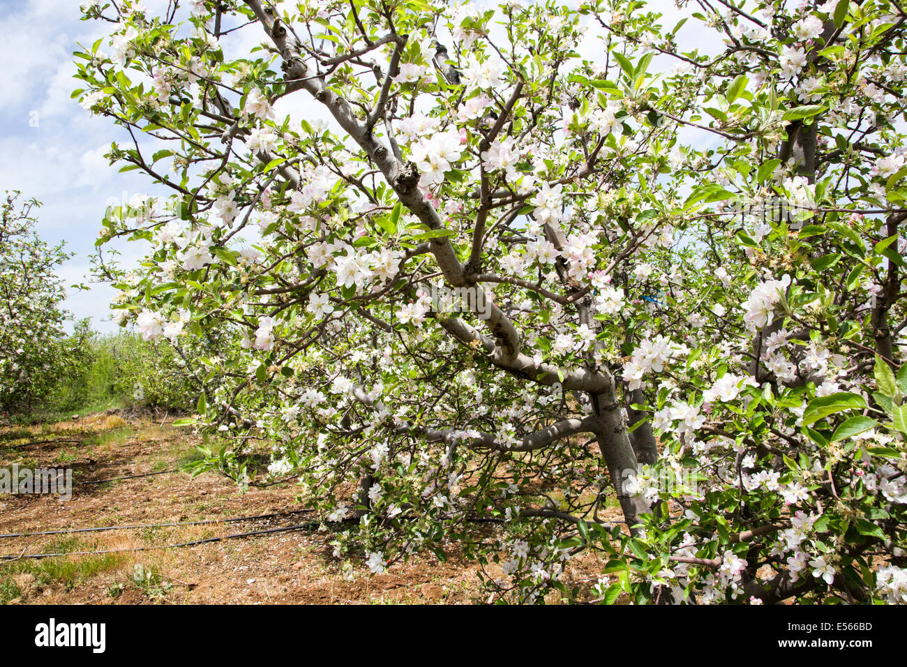 Fiori di Apple in una piantagione. Fotografato in Israele nel mese di aprile Foto Stock