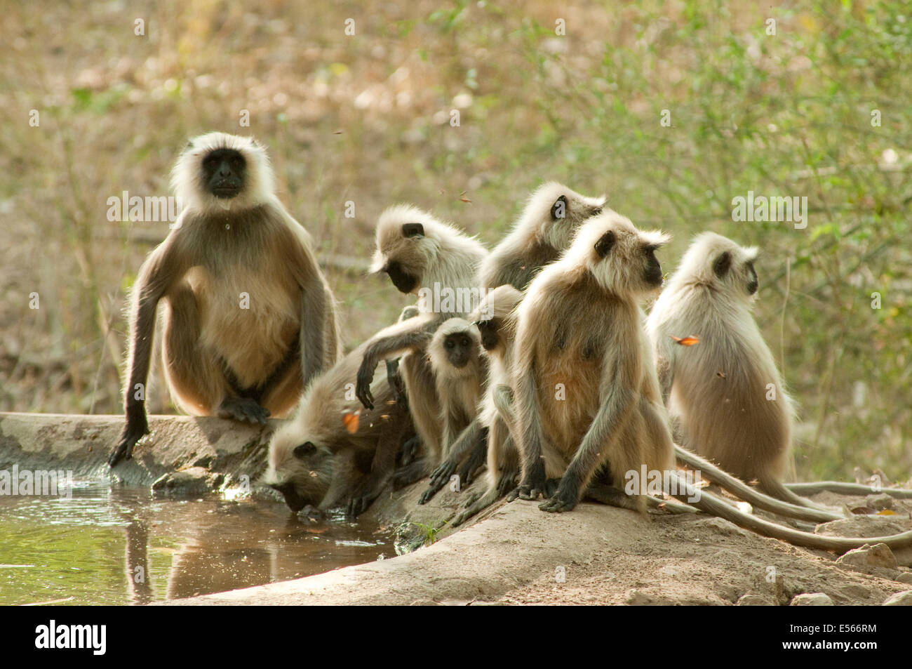 Gruppo di scimmie Langur ad acqua nel Parco Nazionale di Kanha India Foto Stock
