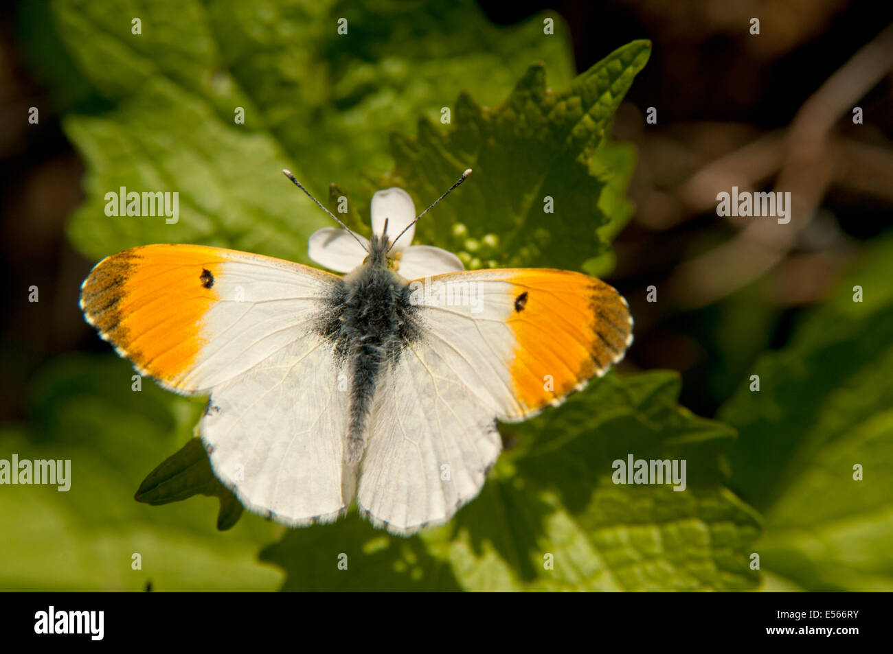 Punta arancione farfalla Anthocharis cardamines maschio con ali aperte sugli hedge aglio Alliaria petiolata Foto Stock