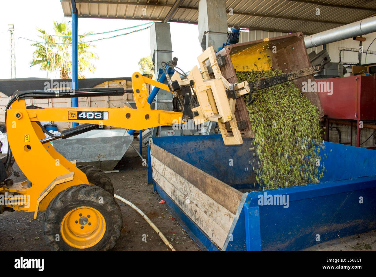 Olive raccolte ha portato all'olio d'oliva premere. Fotografato in Israele Foto Stock