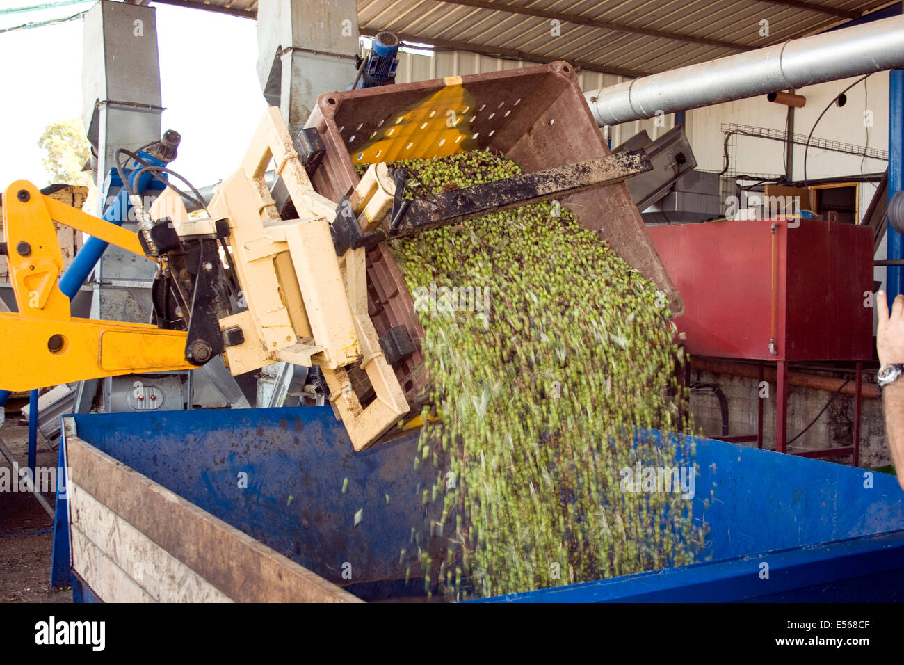 Olive raccolte ha portato all'olio d'oliva premere. Fotografato in Israele Foto Stock
