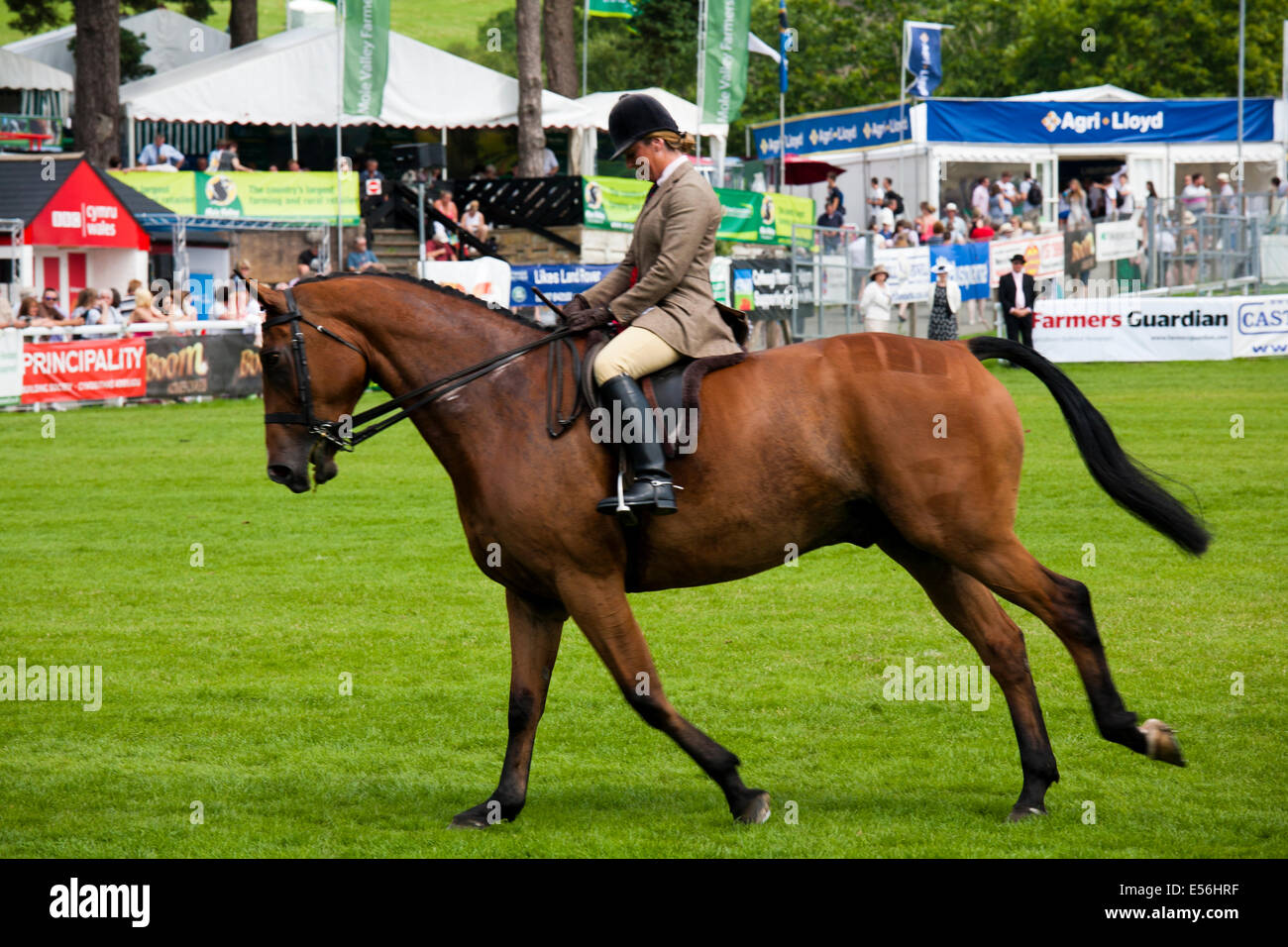 Cavallo purosangue essendo visualizzato presso il Royal Welsh Show 2014 Foto Stock