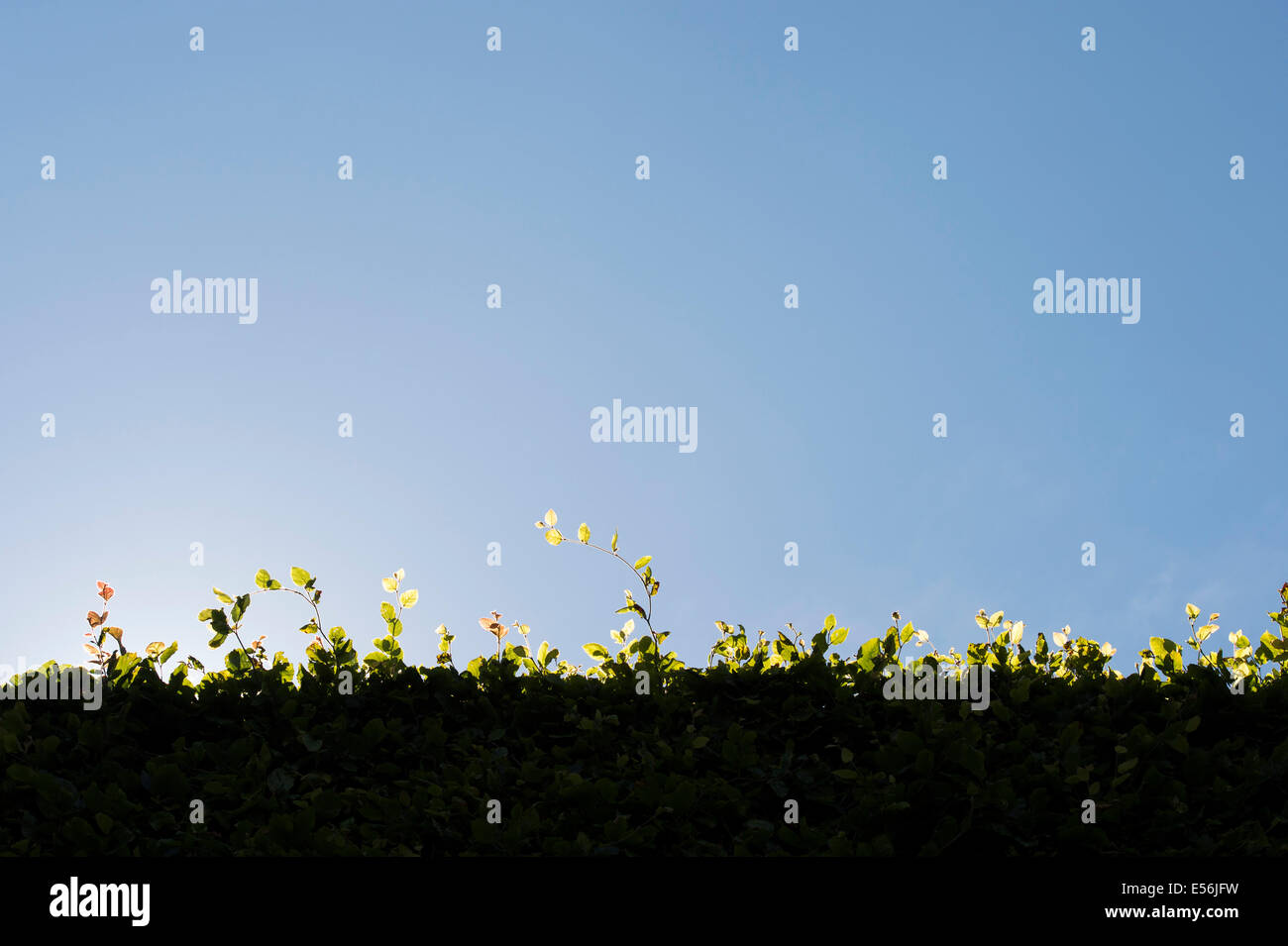 La luce del sole e ombra siepe di faggio e cielo blu Foto Stock