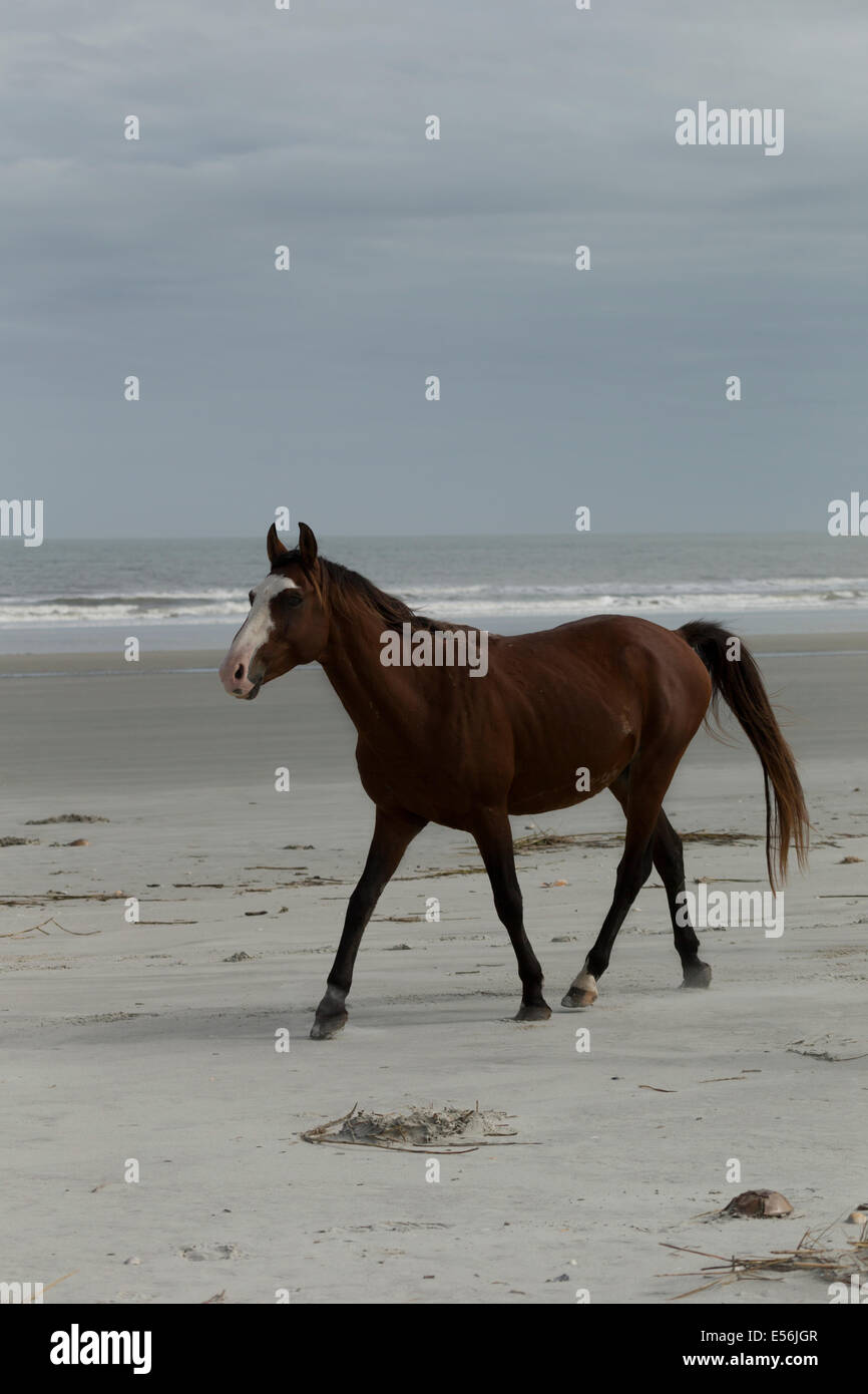 Cumberland Island Georgia cavalli selvaggi USA American Foto Stock