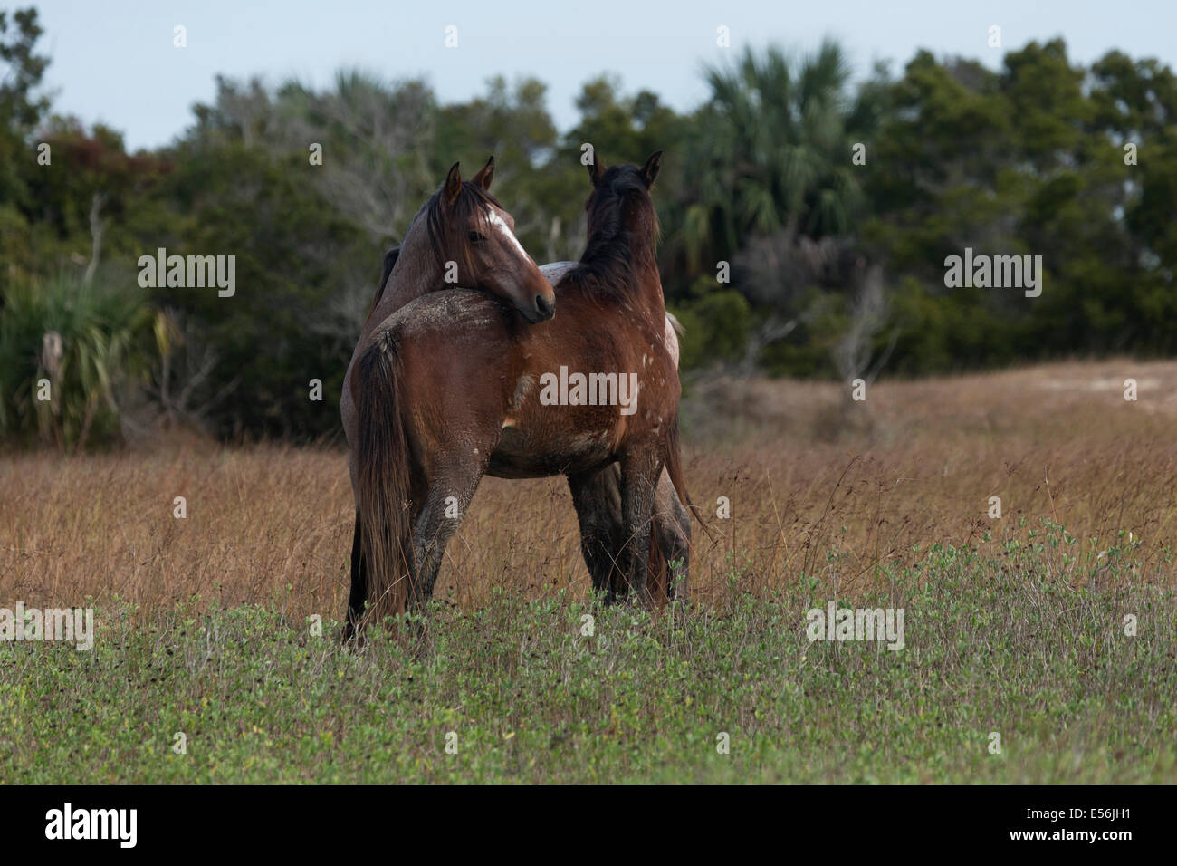 Cumberland Island Georgia cavalli selvaggi USA American Foto Stock